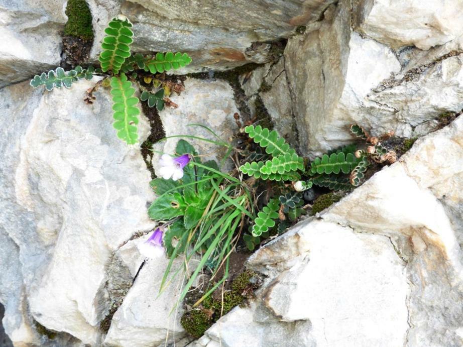 Nestos, Meer Und Berge - Griechenland Mal Anders Zarkadhia Экстерьер фото